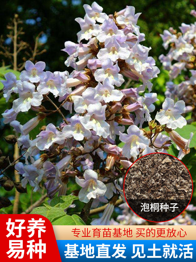 泡桐种子 白花泡桐 大果泡桐 空桐木 水桐 桐木树 紫花树毛 优质