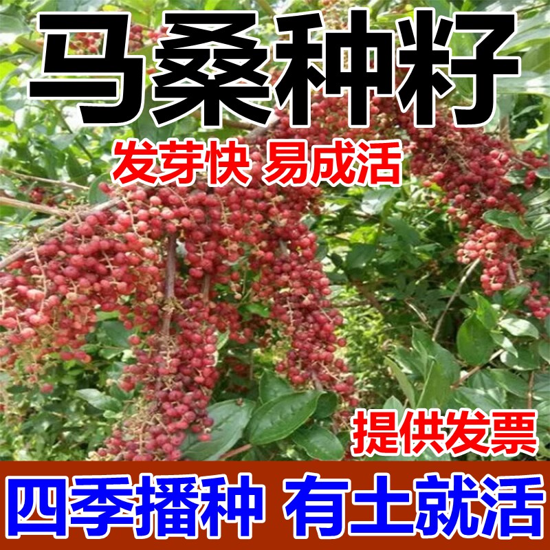 马桑种子四季车桑子木豆猪屎豆马棘种籽醉鱼桑葚桑树护坡灌木草籽