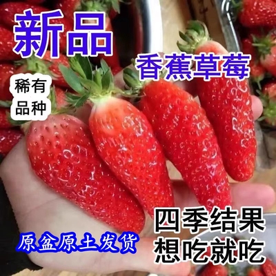 常绿草莓秧红颜章姬丰香奶油