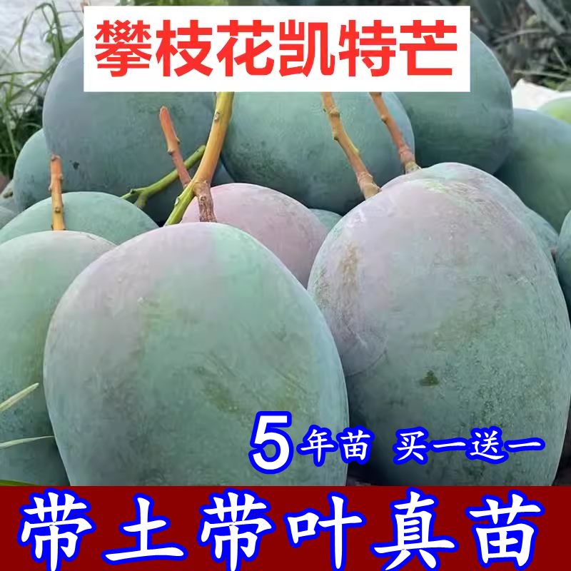 珍觉常绿嫁接四川攀枝花凯特