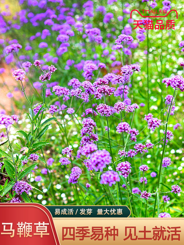 柳叶马鞭草苗种子盆栽花籽四季花卉景观工程庭院紫色花海种子种籽