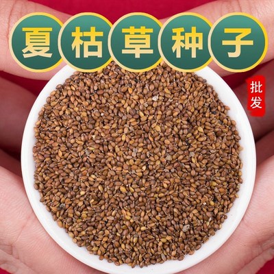 散装夏枯草种子新采药材白毛夏枯球种籽四季播种简单发芽率高