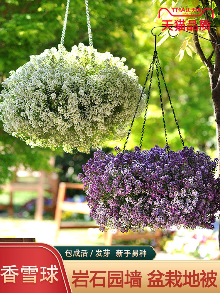 香雪球种子蜜蜂采蜜花卉种子四季播蜜源植物花期长芳香花种籽阳台