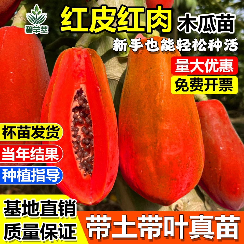 新品种红皮肉木瓜树苗冠台湾红肉
