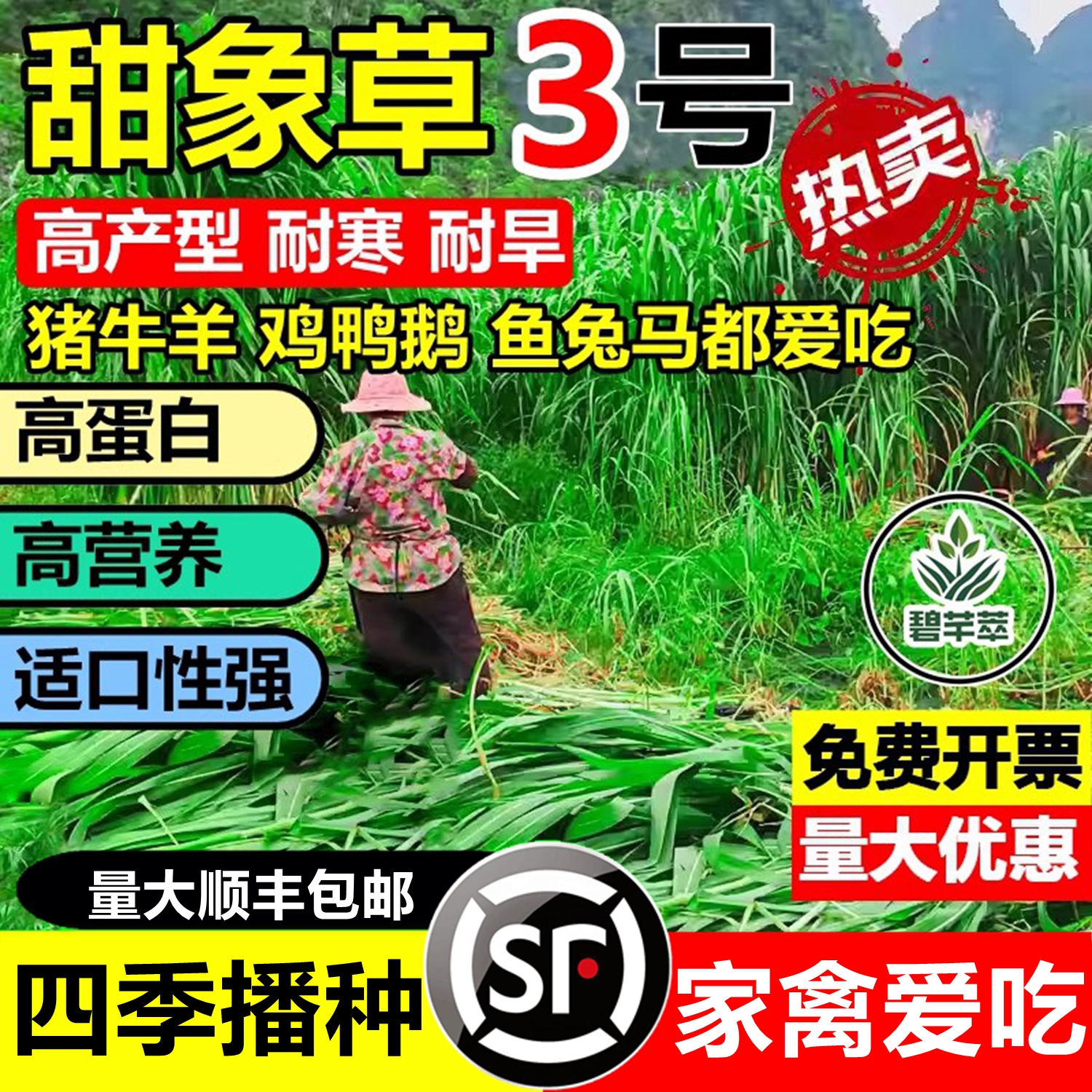 大叶无毛甜象草3号草籽四季耐寒