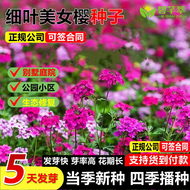 细叶美女樱种子四季播种美人樱花种子多年生庭院别墅矮生花卉种子