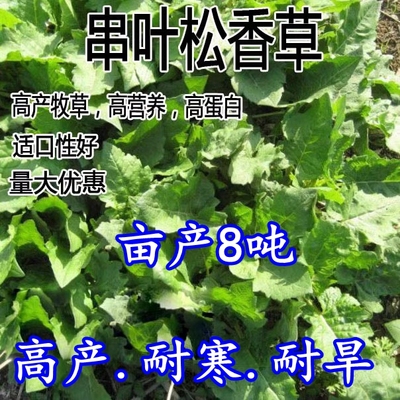 精装串叶松香草种子多年生猪