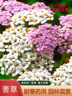 蓍草种子混色多年生锯草花种子四季易种耐寒花卉秋播植物花草种籽