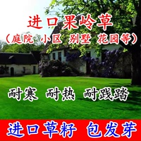 进口果岭草种子四季常青免修剪草籽护坡固土庭院绿化耐旱草坪草籽