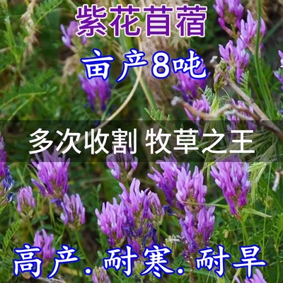 春季秋紫花苜蓿草种籽多年