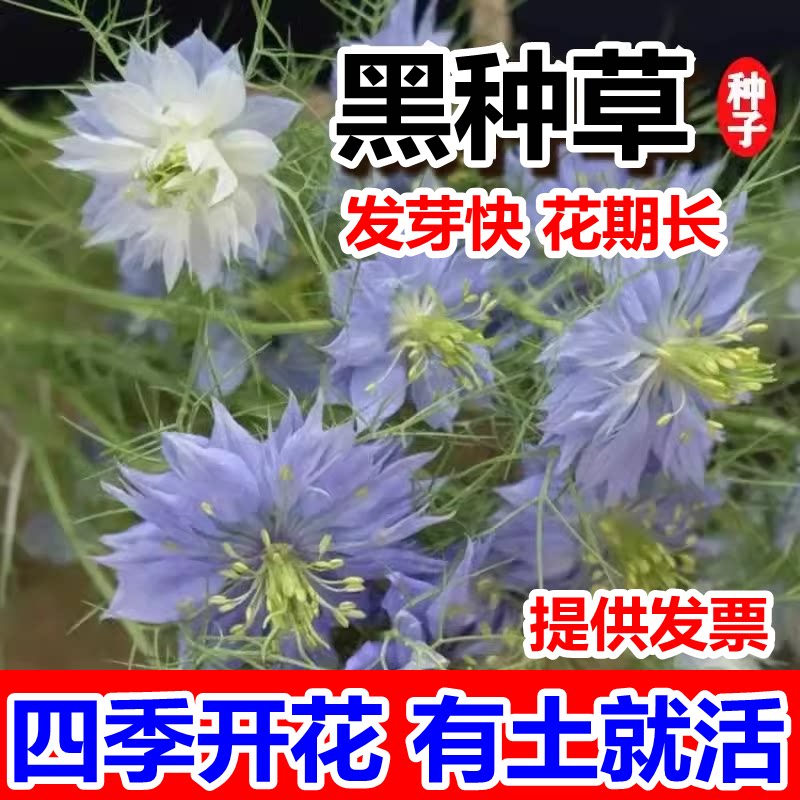 黑种草种子香草波斯宝石黑子草种籽阳台盆栽景观花海四耐寒季花籽