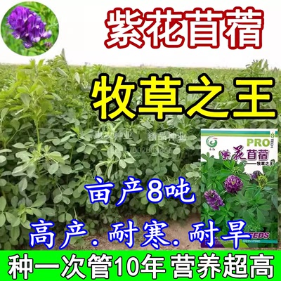 紫花苜蓿草籽种子四季高产多