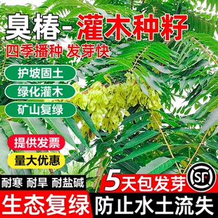新采臭椿树林木种子臭椿种子乔木造林绿化籽树苗籽红油香椿种包邮