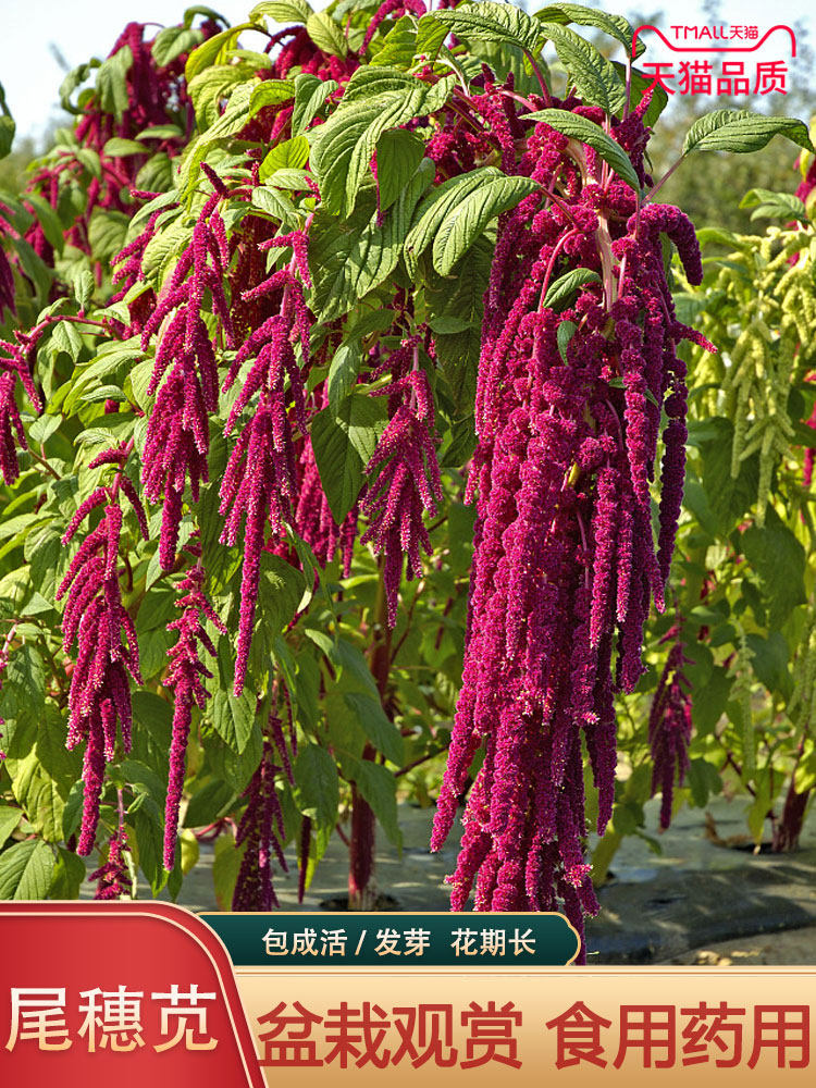 尾穗苋种子易种园林绿化花卉种子老枪谷仙人谷园林花坛植物花草籽