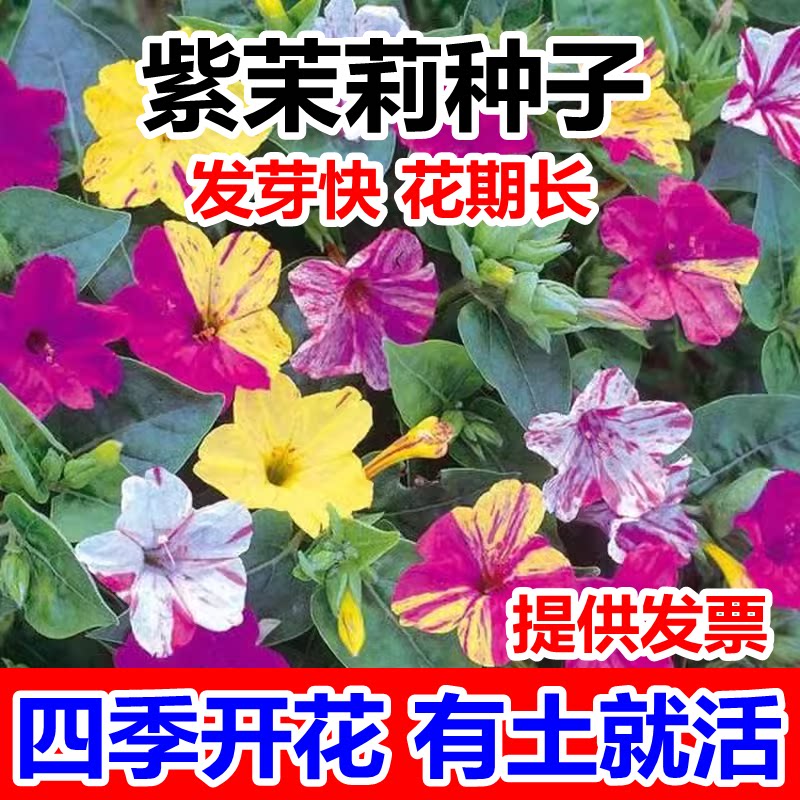 紫茉莉花种子混色茉莉花地雷花种子阳台易种盆栽五彩香茉莉花种子