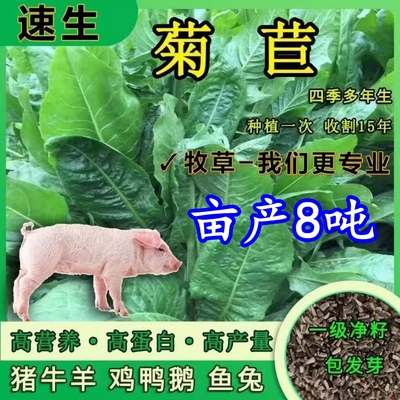 喂猪牛羊鸡鸭鹅兔草种菊苣菜