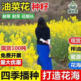 观赏油菜花种子高产榨油油菜籽四季 易种耐热耐旱花种籽子易活花籽