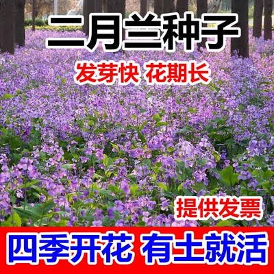 二月兰诸葛菜花种子籽孑四季耐寒