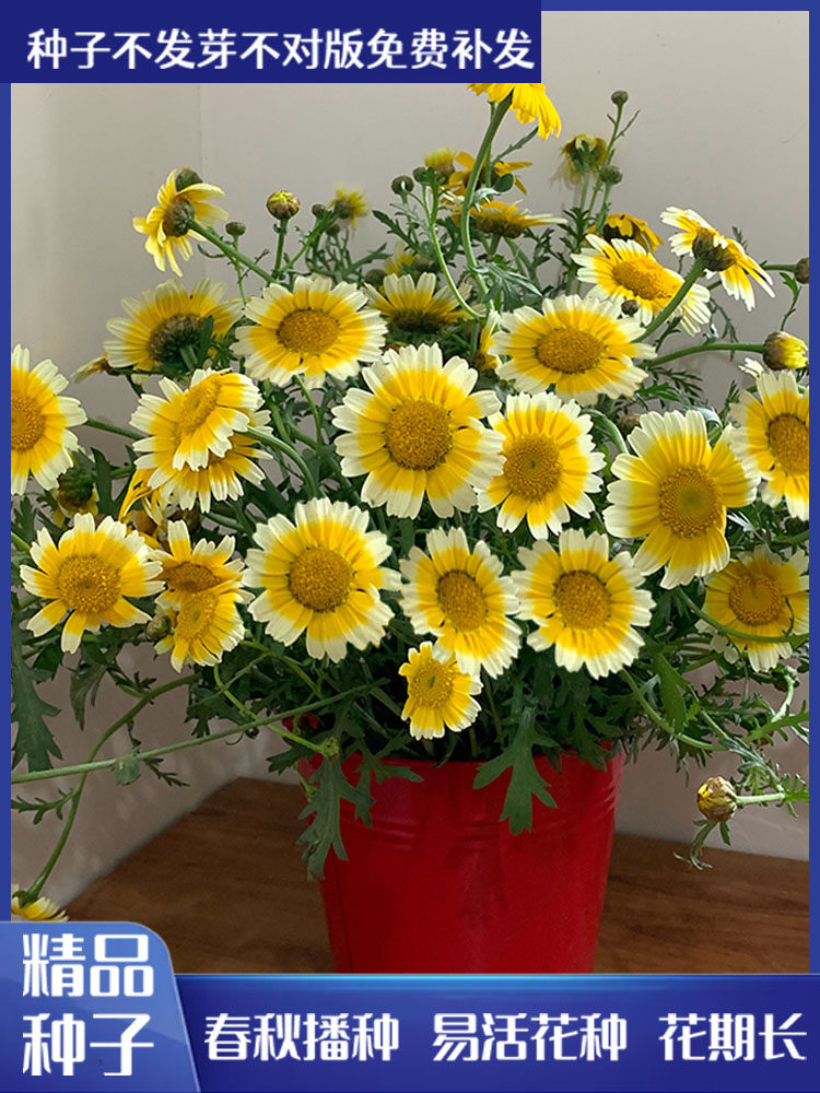 茼蒿菊种子黄金菊花种籽春播木茼蒿四季开花室外花草易种易活花海