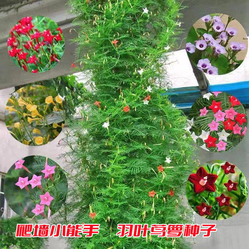 春播羽叶茑萝种子五星花种籽庭院爬藤植物花卉种子花草种子农家种