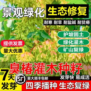 新采臭椿树林木绿化种子臭椿种子籽乔木造林树苗籽红油香椿种包邮