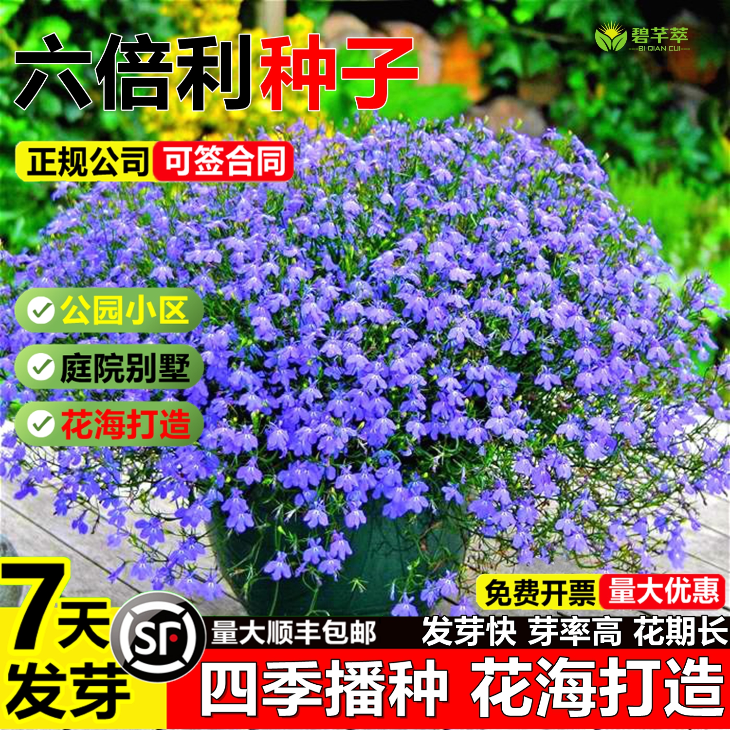 六倍利花种子盆栽垂吊半边莲翠蝶花阳台种子籽孑四季播种植物花籽