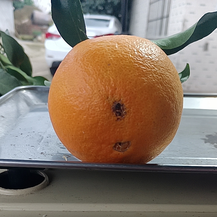 四川眉山38号果冻橙新鲜水果当季橙子，特价果，斑点果