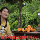 四川正宗爱媛38号果冻橙孕妇水果净重8斤大果 现摘现发