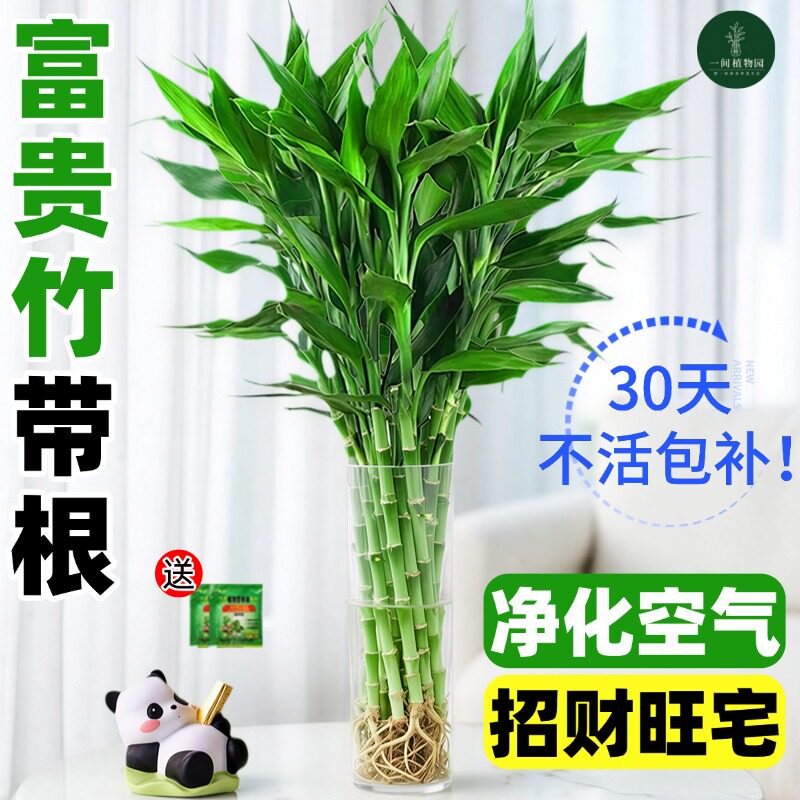带根富贵竹水培植物客厅招财花卉绿植室内盆栽发财竹观音竹好养活