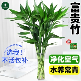 富贵竹水培植物室内好养招财客厅绿植花卉盆栽观音竹转运竹文昌竹