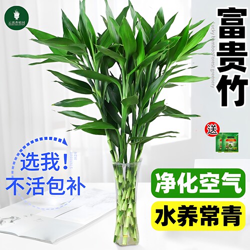 富贵竹水培植物室内招财客厅旺宅花卉绿植盆栽观音竹转运竹文昌竹