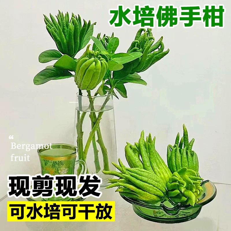 金华长枝佛手柑水养插花