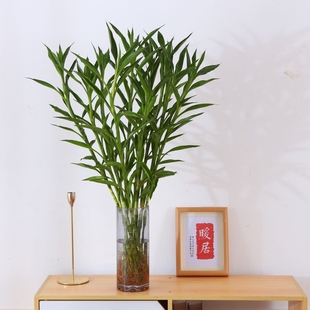 招财竹水培植物细叶富贵竹四季常青卧室客厅净化空气好养耐活植物
