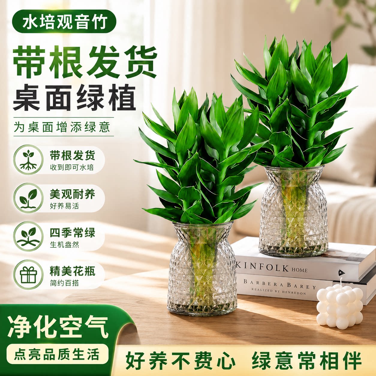 观音竹水培植物室内好养活桌面装饰花卉招财绿植盆栽富贵竹文昌竹