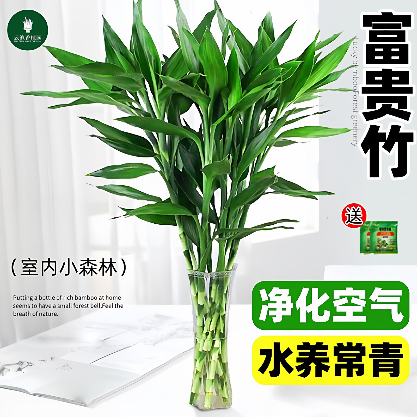 富贵竹水培植物客厅招财春天装饰花卉绿植盆栽招财竹文昌竹转运竹