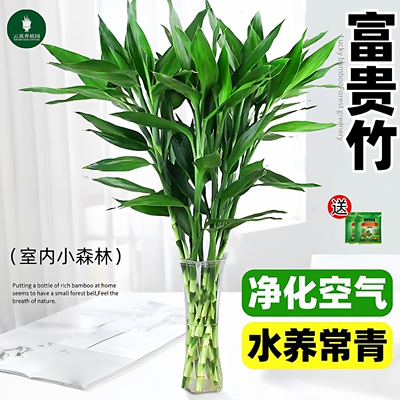 富贵竹水培植物客厅招财绿植