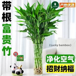 带根富贵竹水培植物客厅新年装饰花卉绿植盆栽水竹子观音竹文昌竹