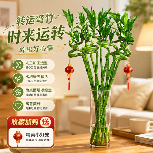 带根水养转运竹弯竹招财富贵竹