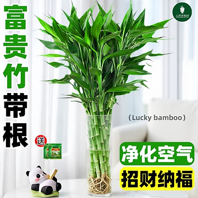 带根富贵竹水培植物客厅春天装饰花卉绿植盆栽水竹子观音竹文昌竹