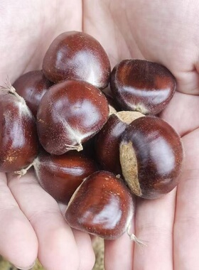 迁西生板栗燕山新鲜生板栗人工挑选 大粒新鲜生栗子