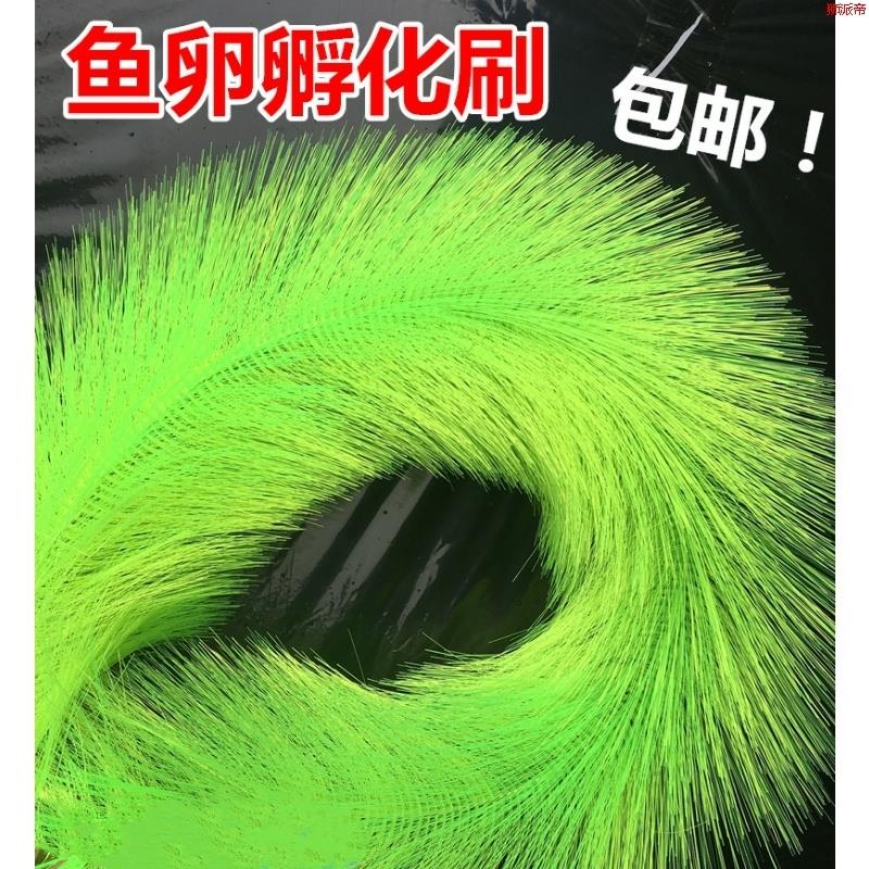 鱼卵孵化草价格 鱼卵孵化草图片 星期三