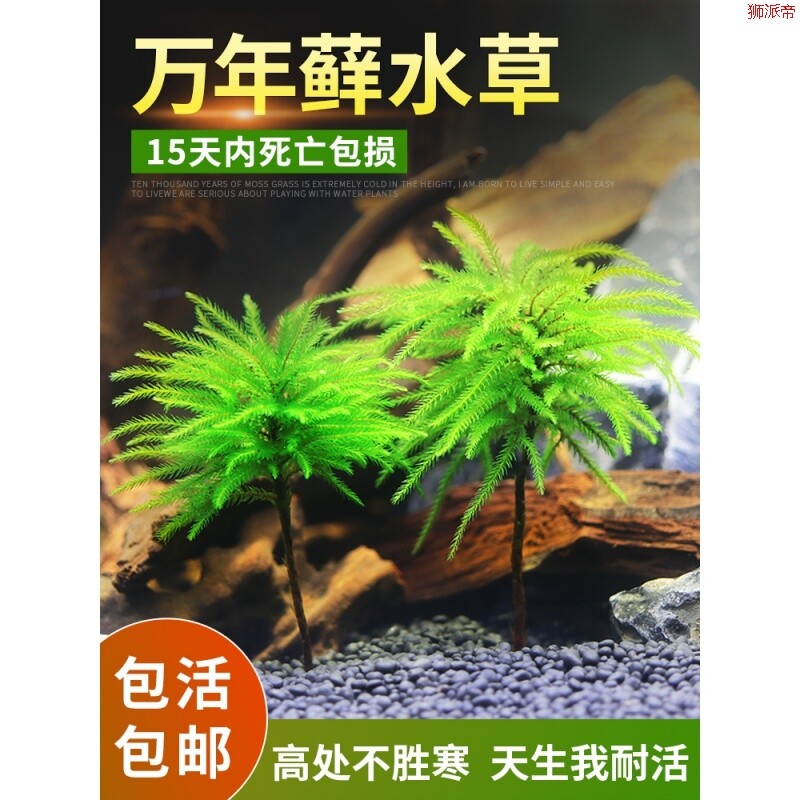 草缸 Caogang 怎么样 草缸如何 草缸哪里买 草缸多少钱 淘宝 天猫精选商品 新寻券 淘宝优惠券 天猫优惠券 京东优惠券 拼多多优惠券 苏宁优惠券 唯品会优惠券 外卖美团饿了么红包优惠券代金券返利