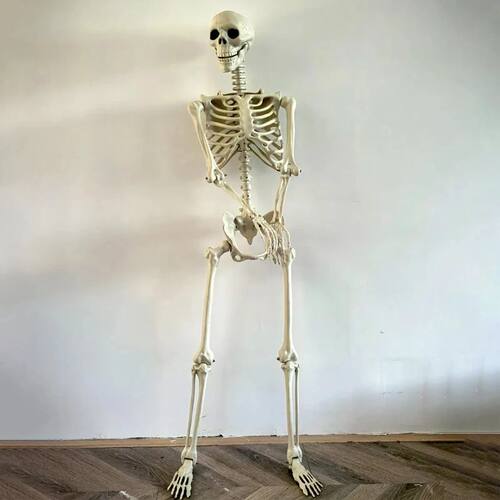 Halloween Realistic Body Bones Life Size Human Skeleton with