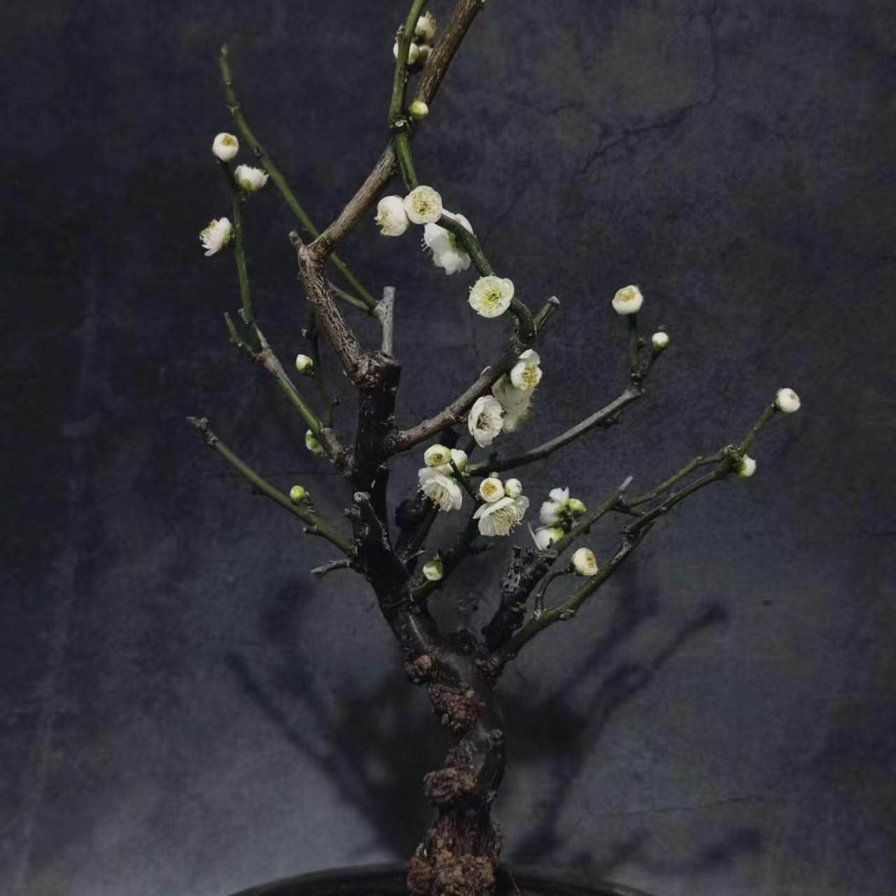 龙游梅盆景花卉室内阳台盆栽梅花苗红梅绿梅腊梅树桩Y绿植观花植