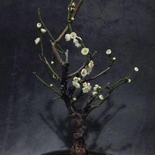 龙游梅盆景花卉室内阳台盆栽梅花苗红梅绿梅腊梅树桩Y绿植观花植