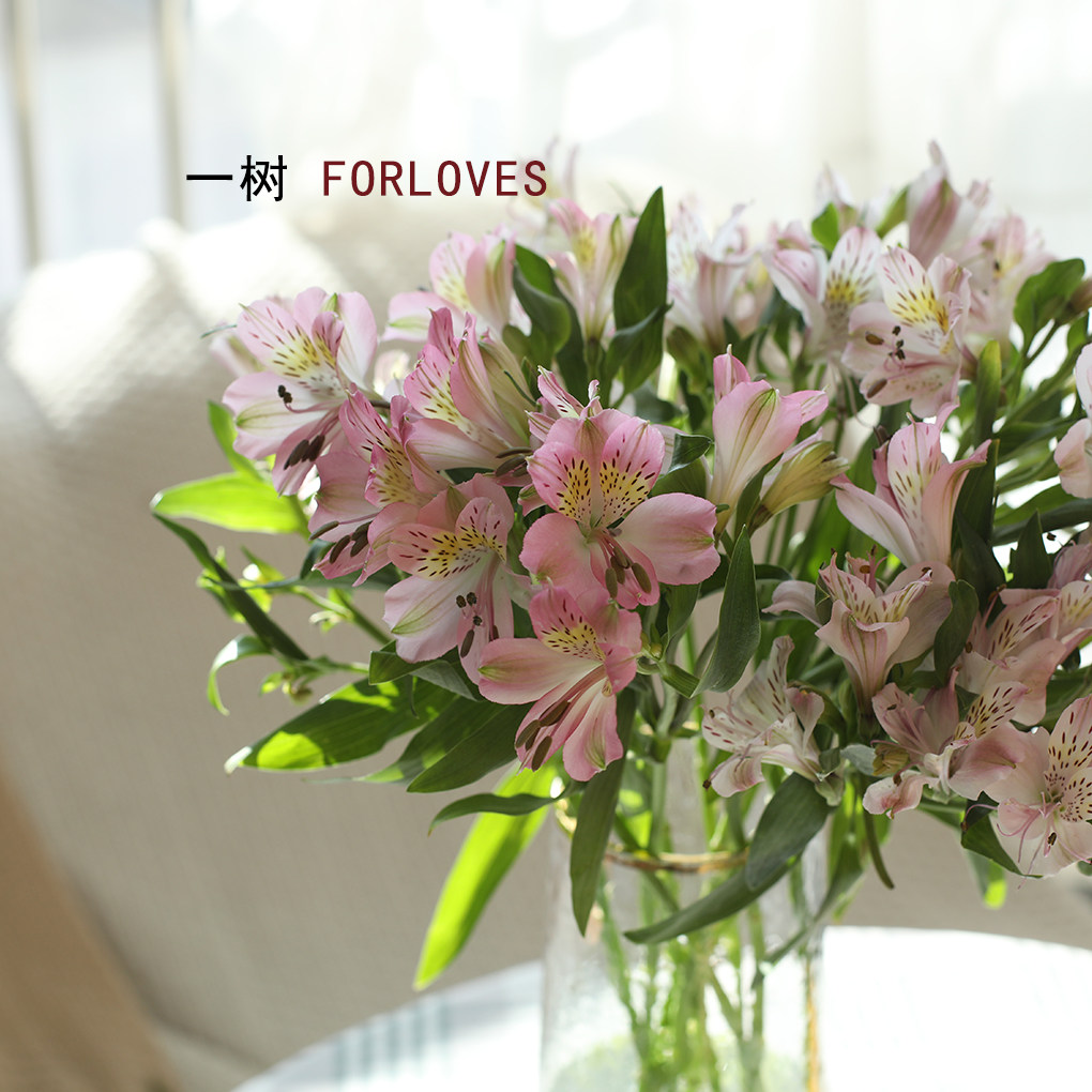 一树|水仙百合鲜花 六出花秘鲁百合云南基地直发鲜花速递顺丰空运