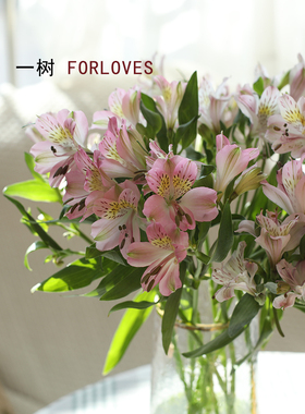 一树|水仙百合鲜花 六出花秘鲁百合云南基地直发鲜花速递顺丰空运