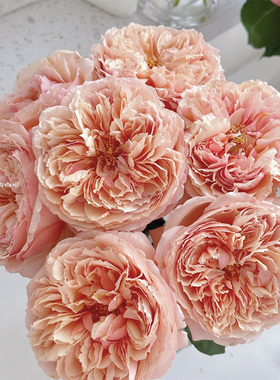 一树|稀有奥斯汀玫瑰鲜花A级精品 新品种 云南基地直发 顺丰包邮