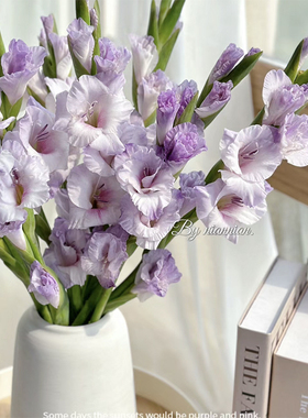 一树|剑兰鲜花 稀有香芋浅紫 三文鱼 复古 猫爪/迷你剑兰云南直发