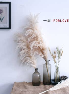 一树|芦苇鲜花干花 ins风家居插花商场活动场地布置用花 云南直发